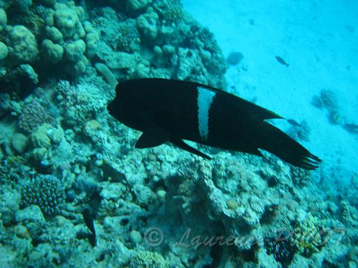 Labre clown - Coris aygula.JPG